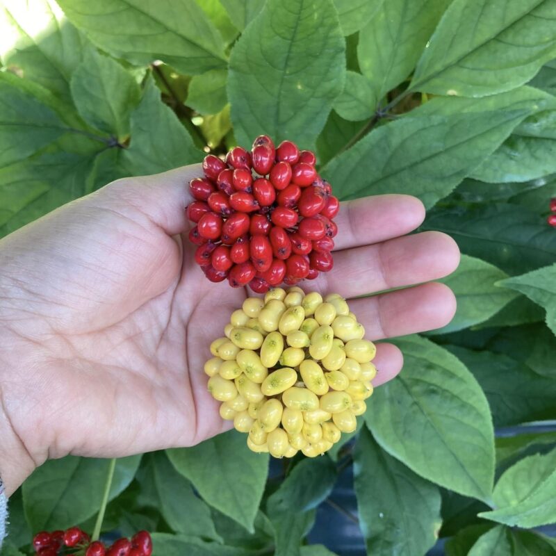 Ai không nên dùng nhân sâm?